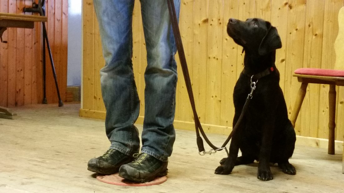 Erziehungskurse für Jederhund