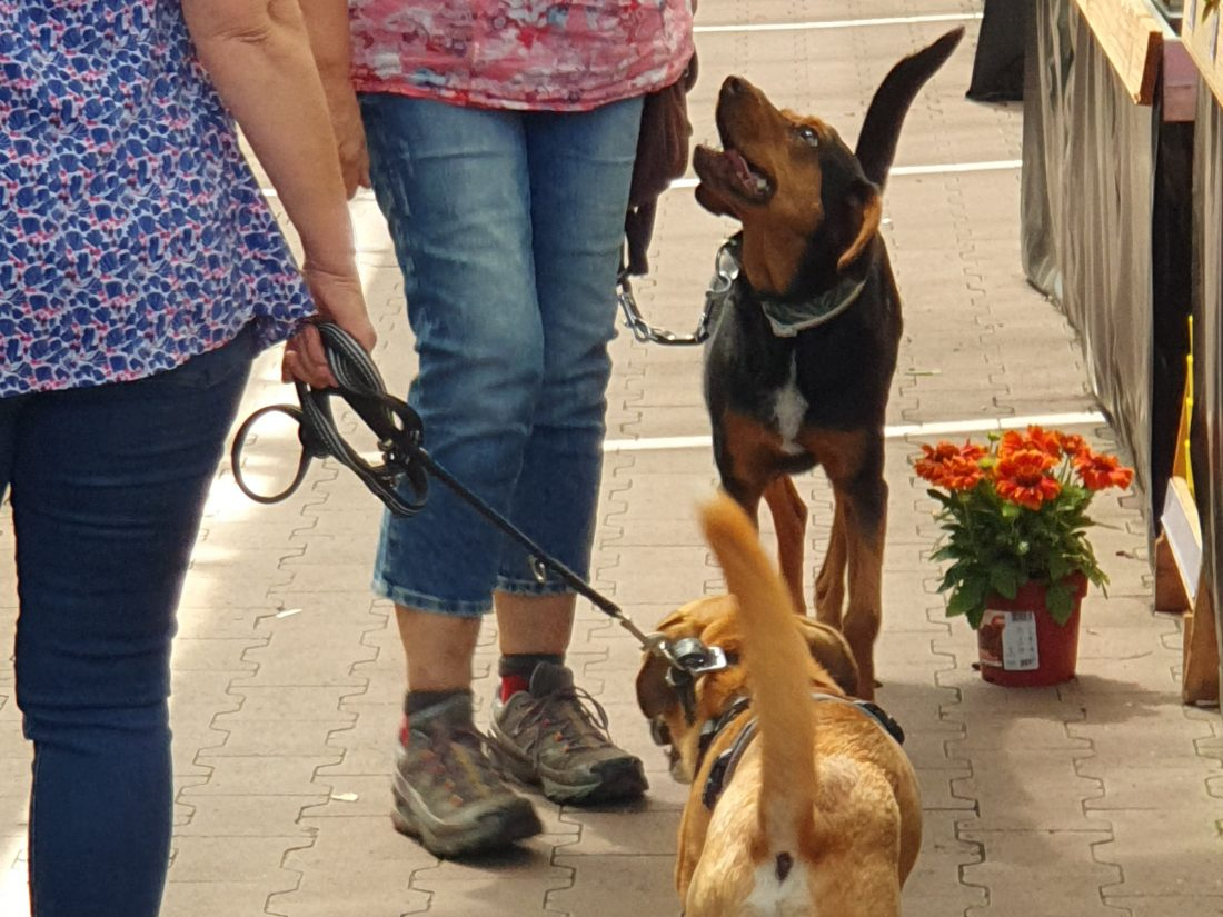 Intensivtrainings Hundebegegnung